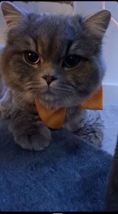 Britisch langhaar und heilige Birma