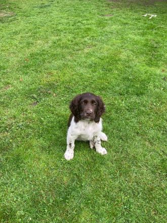 Vom Upschörter Moor