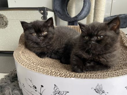 BKH Kitten Chocolate und Black