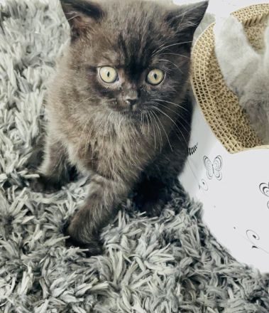 BKH Kitten Chocolate und Black