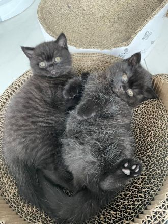 BKH Kitten Chocolate und Black