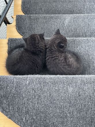 BKH Kitten Chocolate und Black