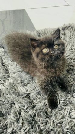 BKH Kitten Chocolate und Black