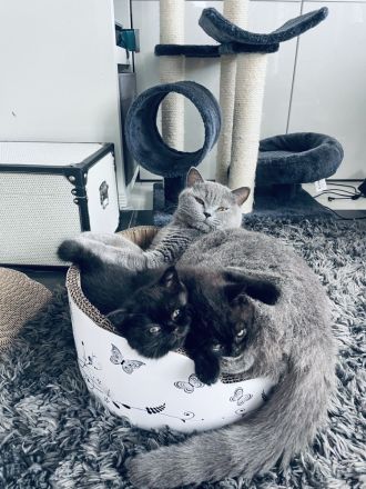 BKH Kitten Chocolate und Black