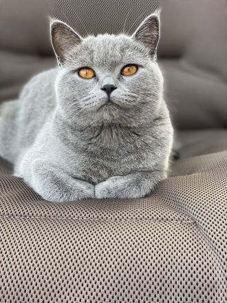 BKH Kitten Chocolate und Black