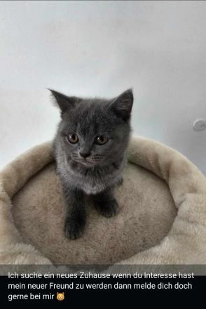 Süßer BKH Junge sucht seine Herzensmenschen