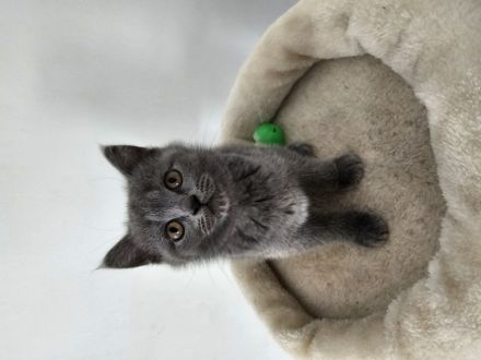 Süßer BKH Junge sucht seine Herzensmenschen