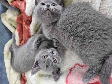 Süßer BKH Junge sucht seine Herzensmenschen