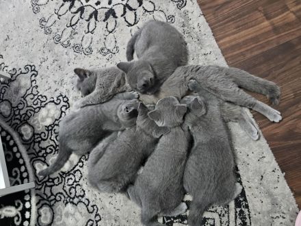 Süßer BKH Junge sucht seine Herzensmenschen