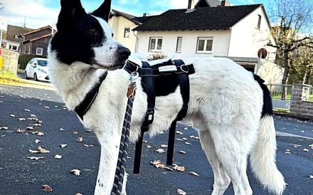 Solon will endlich ankommen!