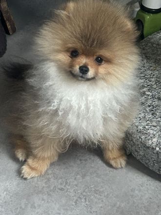 Pomeranian minizwergspitz