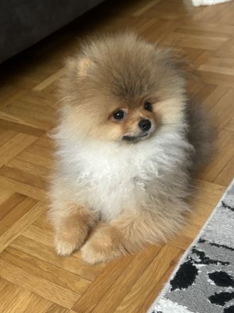 Pomeranian minizwergspitz