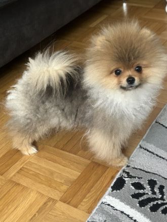Pomeranian minizwergspitz