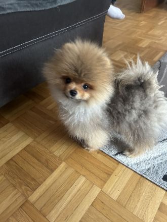 Pomeranian minizwergspitz