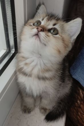 Drei Reinrassige BKH/BLH Kitten