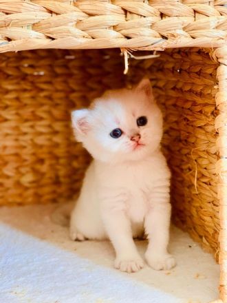 Drei Reinrassige BKH/BLH Kitten