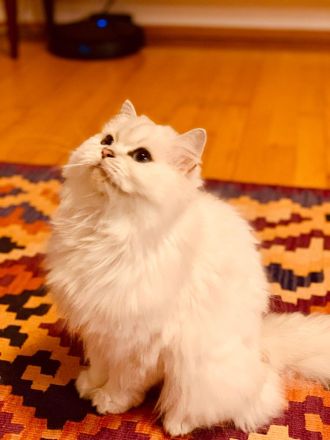 Drei Reinrassige BKH/BLH Kitten