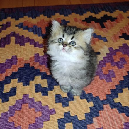 Drei Reinrassige BKH/BLH Kitten