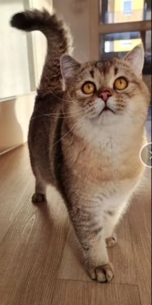 Drei Reinrassige BKH/BLH Kitten