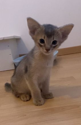Blue Abyssinian boy
