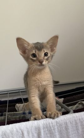 Blue Abyssinian boy