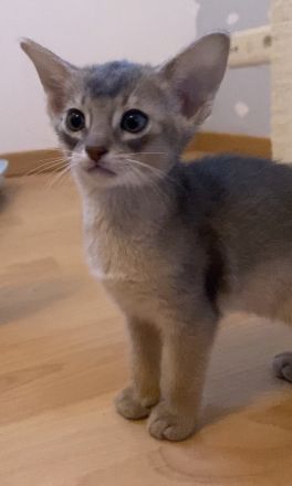 Blue Abyssinian boy