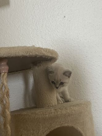 4 kitten amerkianisch Kurzhaar und BKH