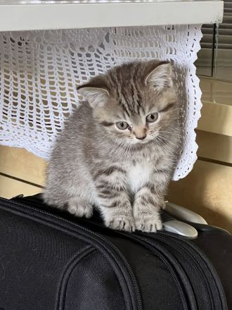 4 kitten amerkianisch Kurzhaar und BKH