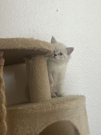 4 kitten amerkianisch Kurzhaar und BKH