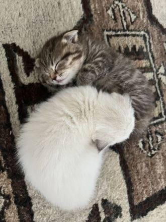 4 kitten amerkianisch Kurzhaar und BKH