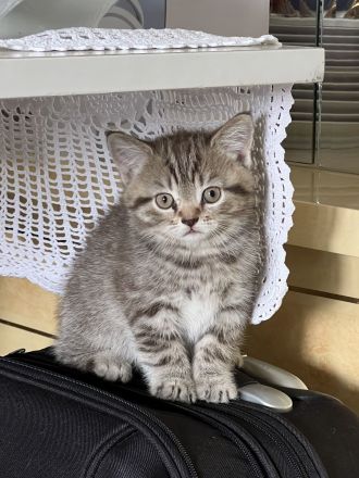 4 kitten amerkianisch Kurzhaar und BKH