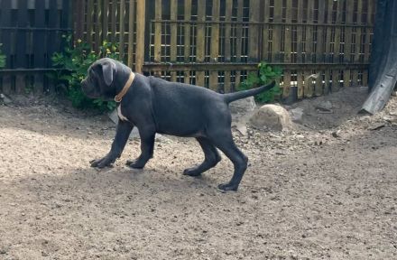 Reinrassige Cane Corso Welpen suchen noch eine liebevolle Familie