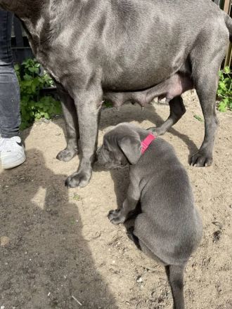 Reinrassige Cane Corso Welpen suchen noch eine liebevolle Familie