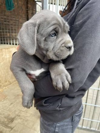 Reinrassige Cane Corso Welpen suchen noch eine liebevolle Familie