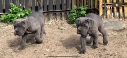 Reinrassige Cane Corso Welpen suchen noch eine liebevolle Familie