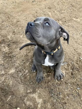 Reinrassige Cane Corso Welpen suchen noch eine liebevolle Familie