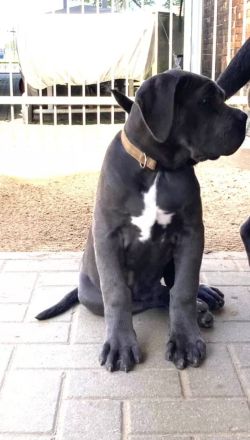 Reinrassige Cane Corso Welpen suchen noch eine liebevolle Familie
