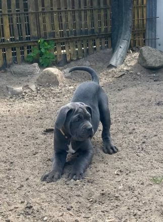 Reinrassige Cane Corso Welpen suchen noch eine liebevolle Familie