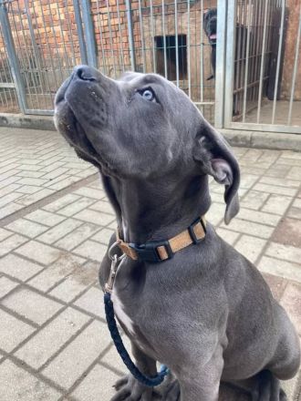 Reinrassige Cane Corso Welpen suchen noch eine liebevolle Familie