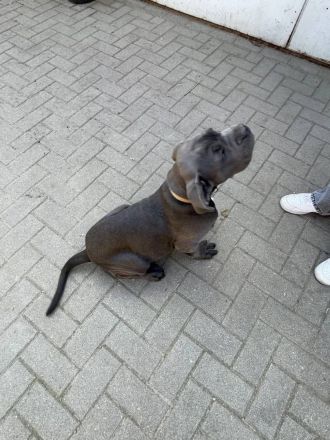 Reinrassige Cane Corso Welpen suchen noch eine liebevolle Familie