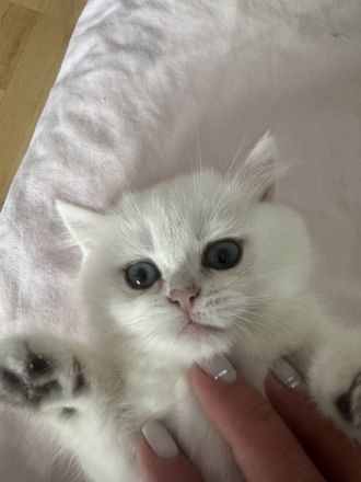 Britisch Kurzhaar mit Stammbaum.Noch zwei Katzen sind da.Seal silver shaded point,ns 11 33