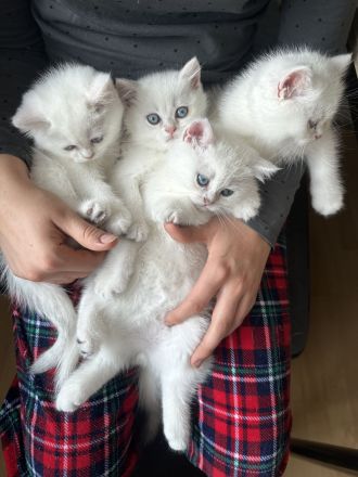 Britisch Kurzhaar mit Stammbaum.Noch zwei Katzen sind da.Seal silver shaded point,ns 11 33