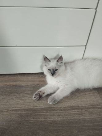 ragdoll kitten