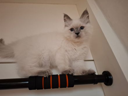 ragdoll kitten