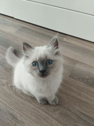 ragdoll kitten