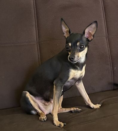 Toy Terrier Welpe zu verkaufen