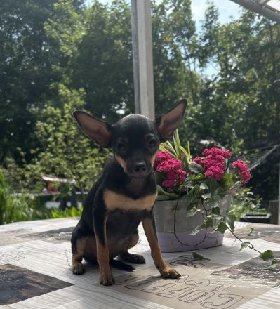 Toy Terrier Welpe zu verkaufen