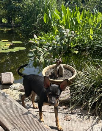 Toy Terrier Welpe zu verkaufen