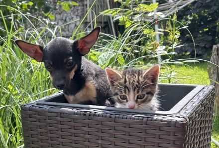 Toy Terrier Welpe zu verkaufen