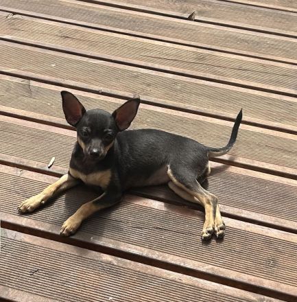 Toy Terrier Welpe zu verkaufen
